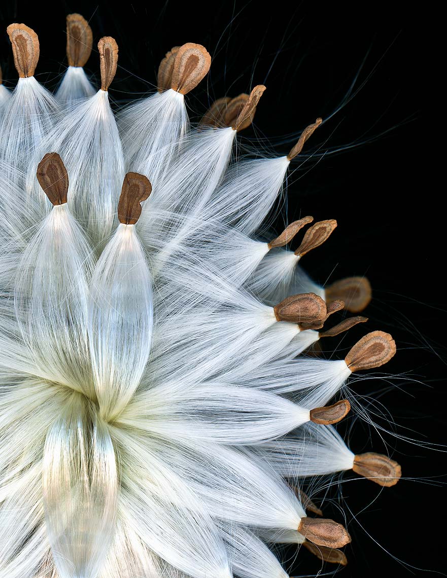 Fine art, nature series, Andy Goodwin Photography, Milkweed