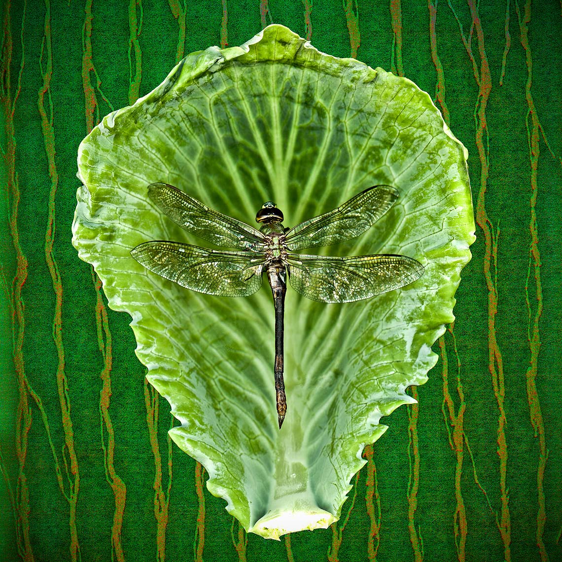 Fine art, nature series, Andy Goodwin Photography, DragonFly