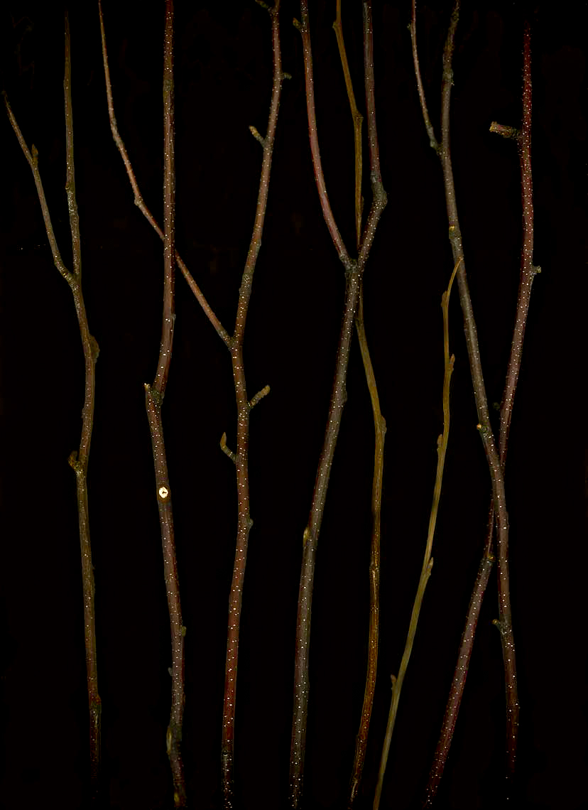 Fine art, nature series, Andy Goodwin Photography, twigs