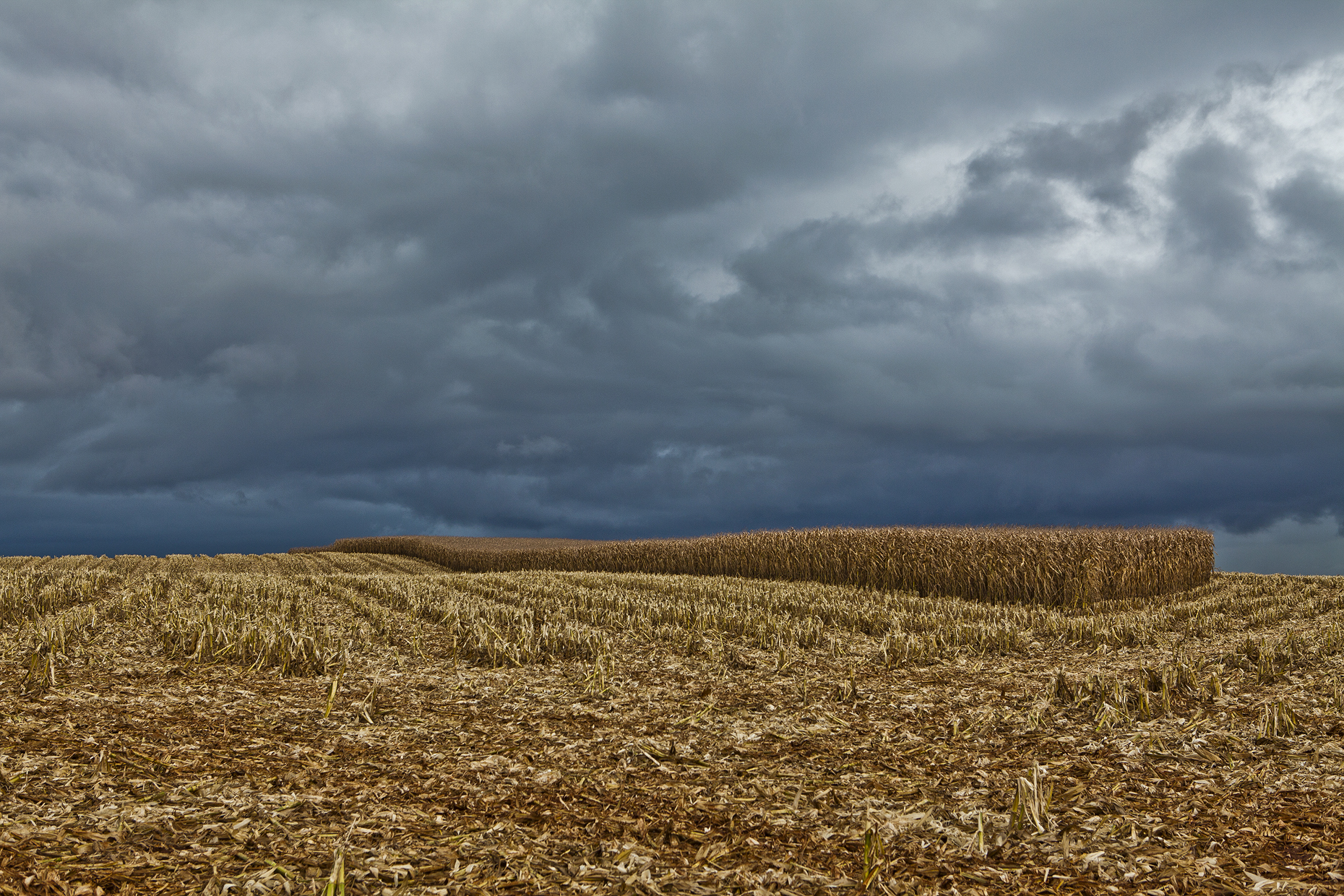 Brazil Corn field,Fine art, nature series, Andy Goodwin Photography,