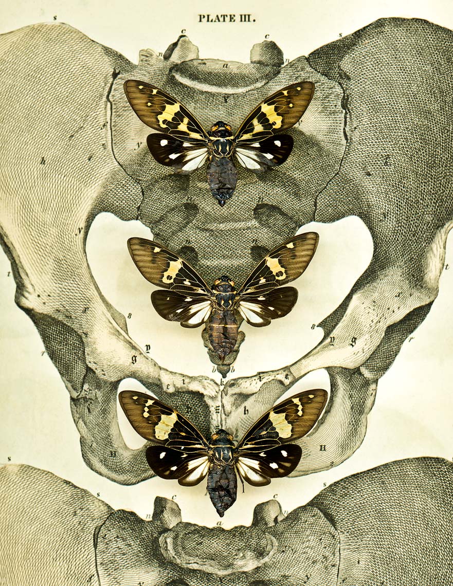 Fine art, nature series, Andy Goodwin Photography, Moth Bones