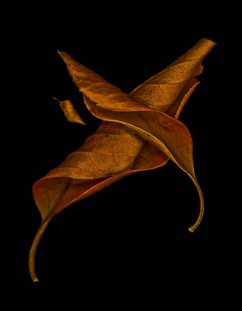 DeadLeafsStock
